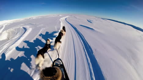 dog sledding adventure in the arctic