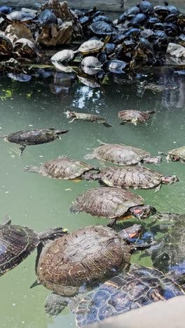 many turtles swimming together in green pond water