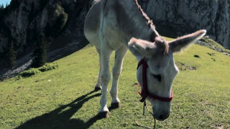 Movimiento-De-Cámara-Inclinada-Hacia-Abajo-Que-Muestra-Un-Burro-Comiendo-Hierba-En-Un-Prado-Con-Acantilados-De-Montaña-En-El-Fondo-En-Las-Montañas-De-Los-Cárpatos-De-Buila-Vanturarita