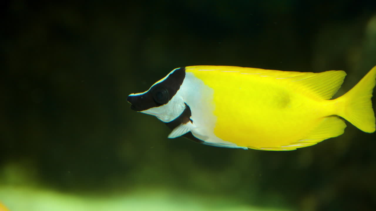 пятнистый лис или черный пятнистый лис в ботаническом саду экориум