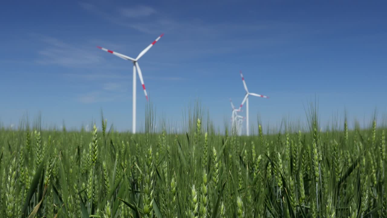 View on young green wheat and several windmills, wind generators, turbines in background