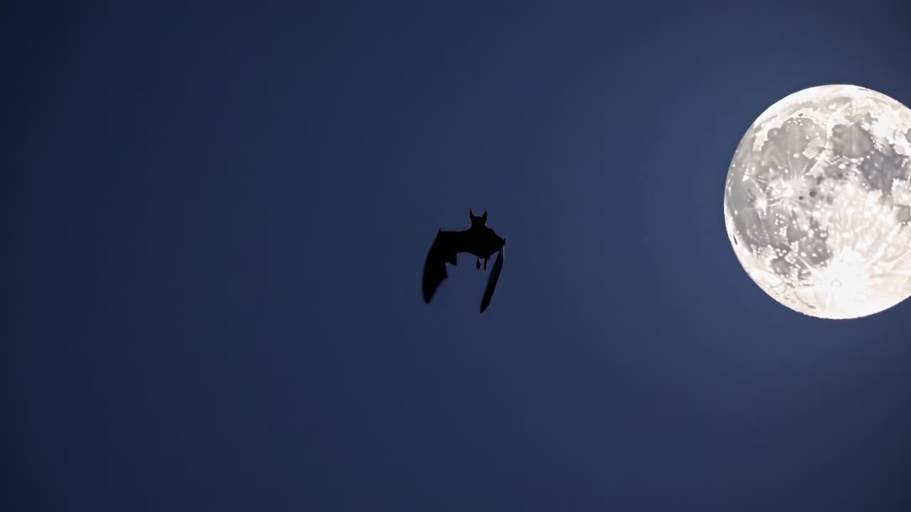Silhouette di un pipistrello che vola su una luna piena in un cielo notturno