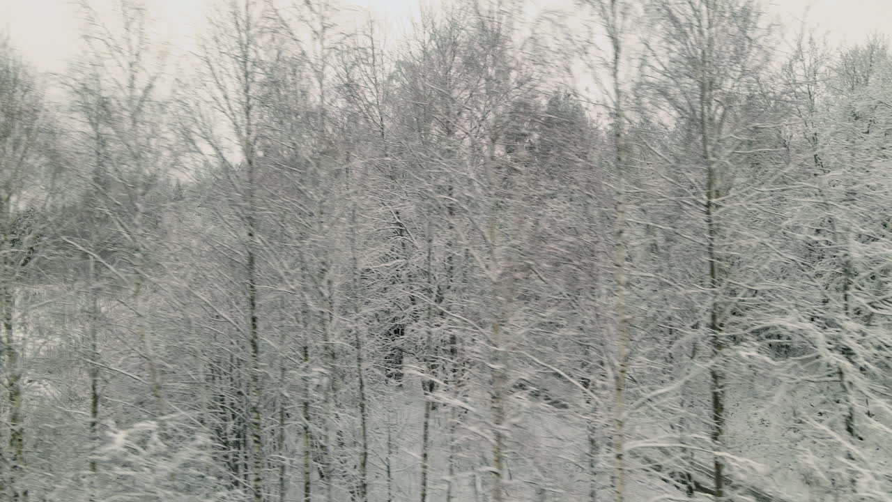 폴란드 piezkowo에서 겨울철 시골길이 있는 얼어붙은 숲