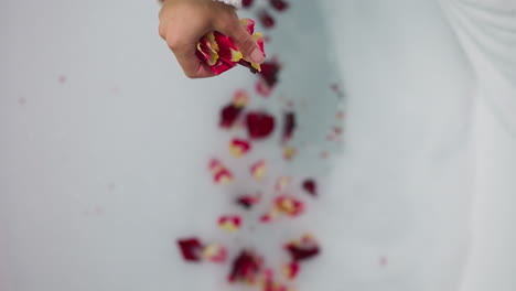 la señora vierte pétalos de flores en agua espumosa. la mujer en bata de baño suave agrega rosas en agua caliente para bañarse preparando el procedimiento de relajación. relajación en el spa