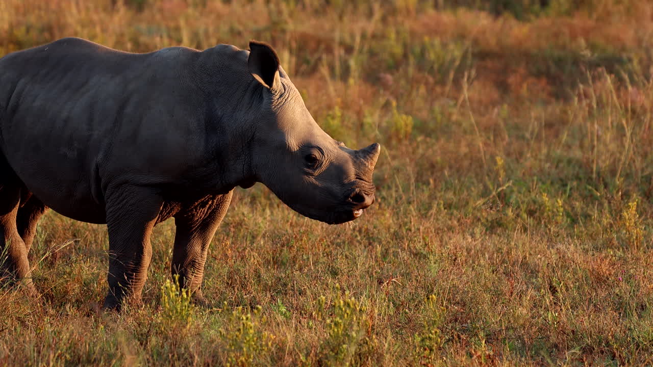 Cute baby white rhino grazing in grassland at sunrise, telephoto view