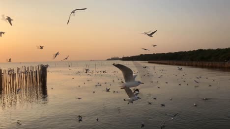 hundreds of seagull on a background sunset