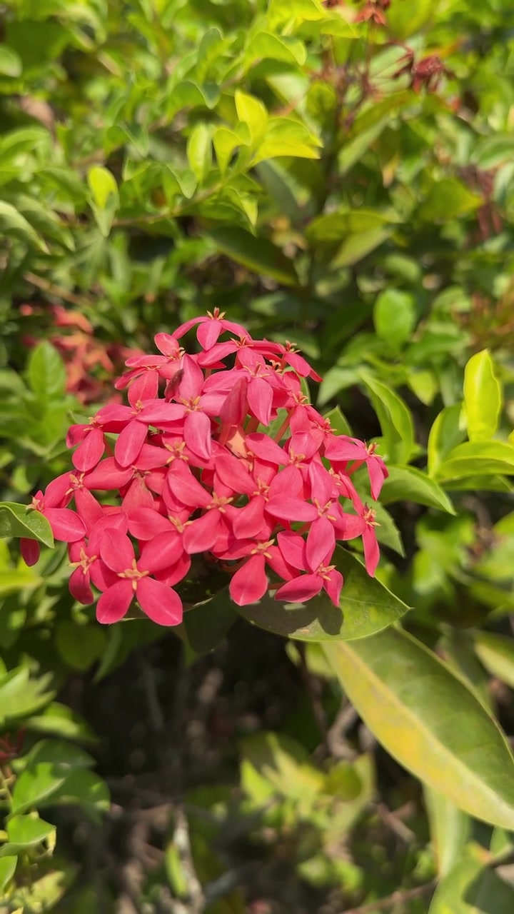 Vibrant Red Ixora Flowers Blooming in a Sunny Garden