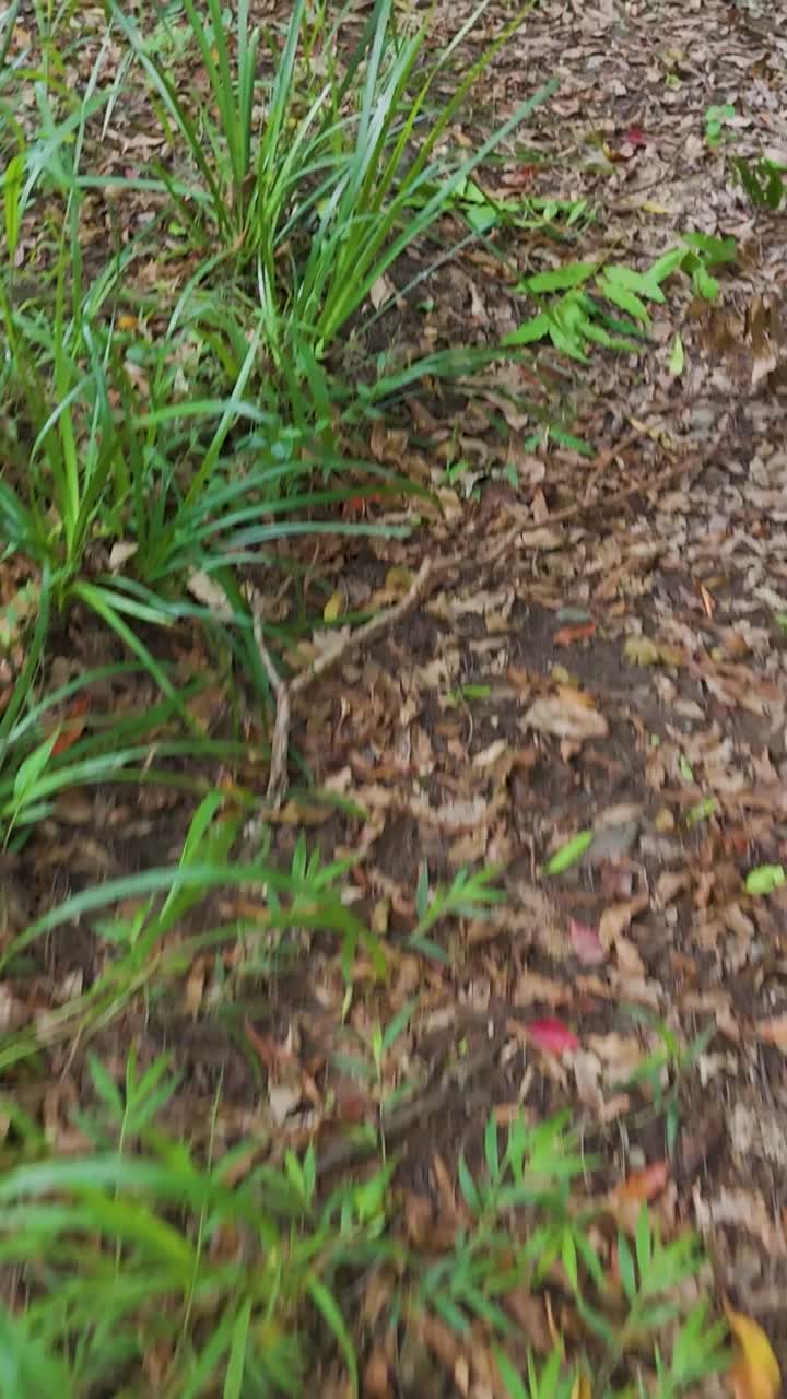 Drone captures serene forest path and foliage