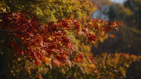 Beautiful Japanese maple tree branches with red and orange leaves - parallax slow motion