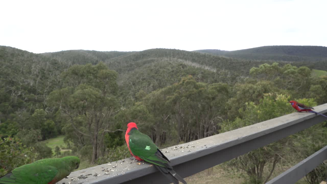 소년과 소녀 왕 무새가 씨을 먹고