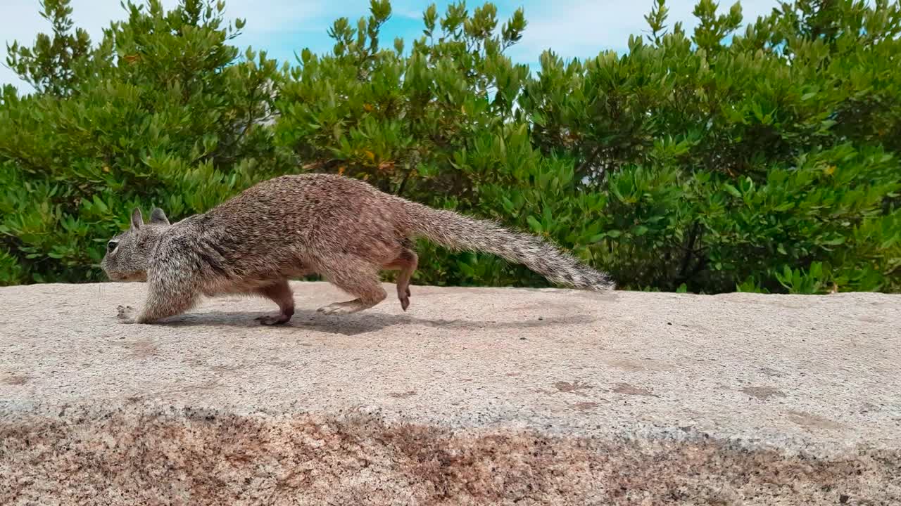 미국 캘리포니아주 요세미티 국립공원의 바위에서 먹이를 찾는 다람쥐의 클로즈업 샷