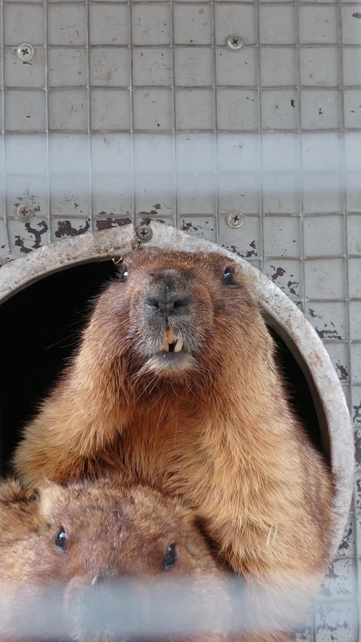 Cute brown marmots stare at camera while resting inside metal animal cage