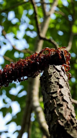 ants on a tree branch