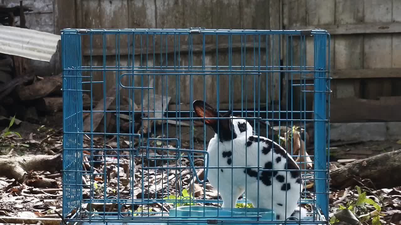 파란 철장 속의 토끼