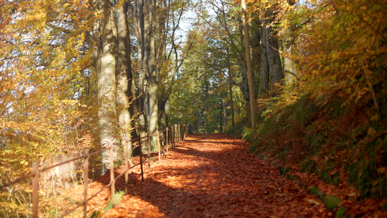 A tree-lined path in Bergen, Norway runs through bright fall foliage