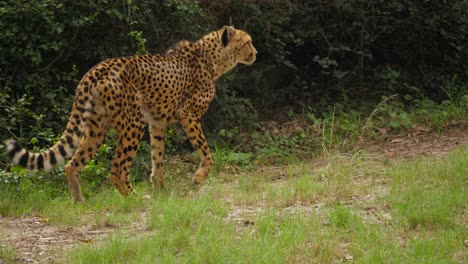 thin cheetah limping across the grass pauses to look