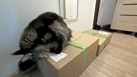 maine coon house cat checking delivery packages