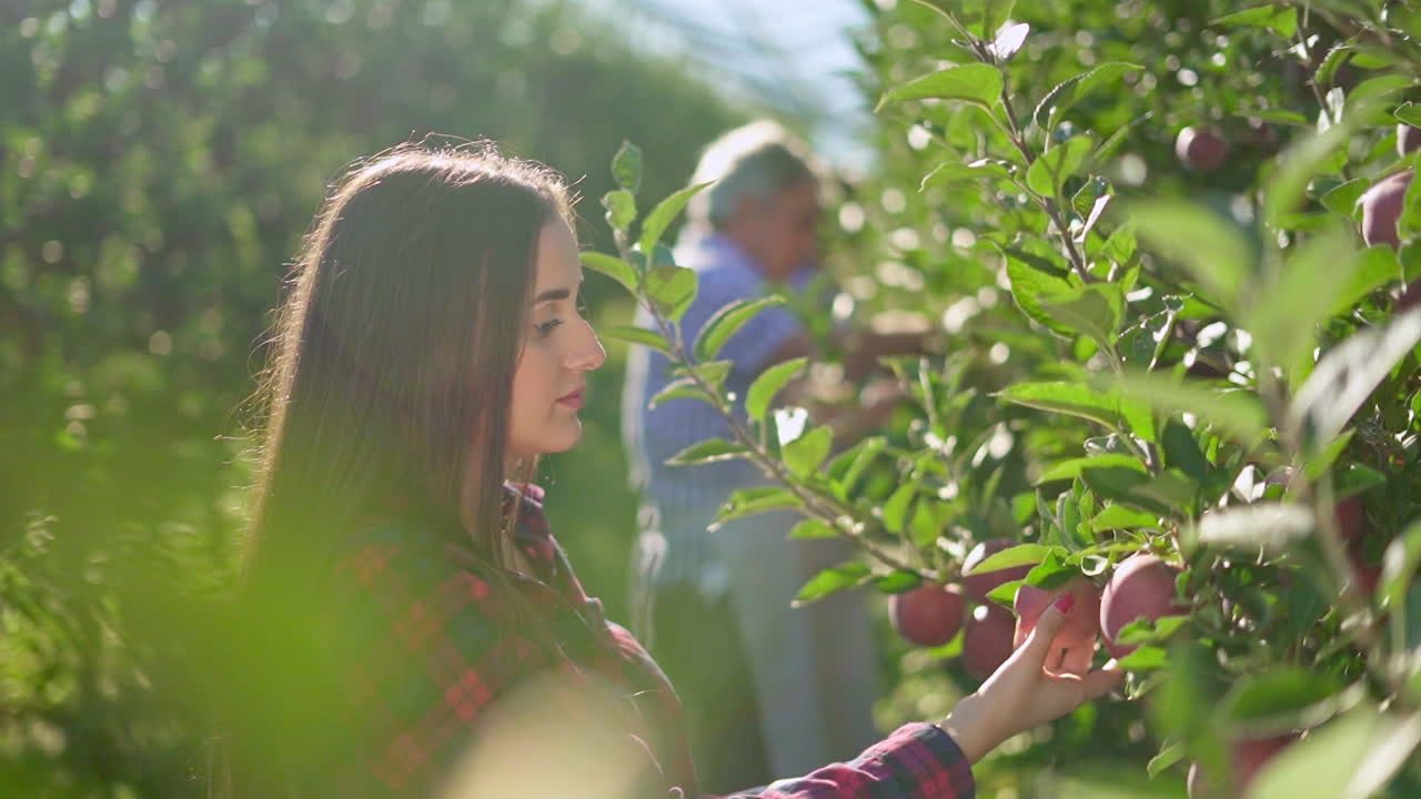 Woman and Man Picking Apples in a Sunny Orchard