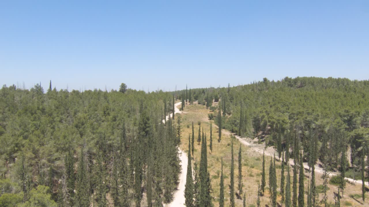 Aerial, dirt road in forest with tall pointy pine trees, pedestal up reveal