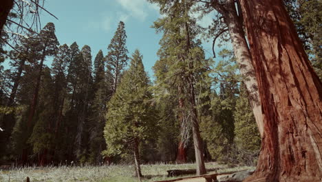 giant redwood forest in sequoia national park