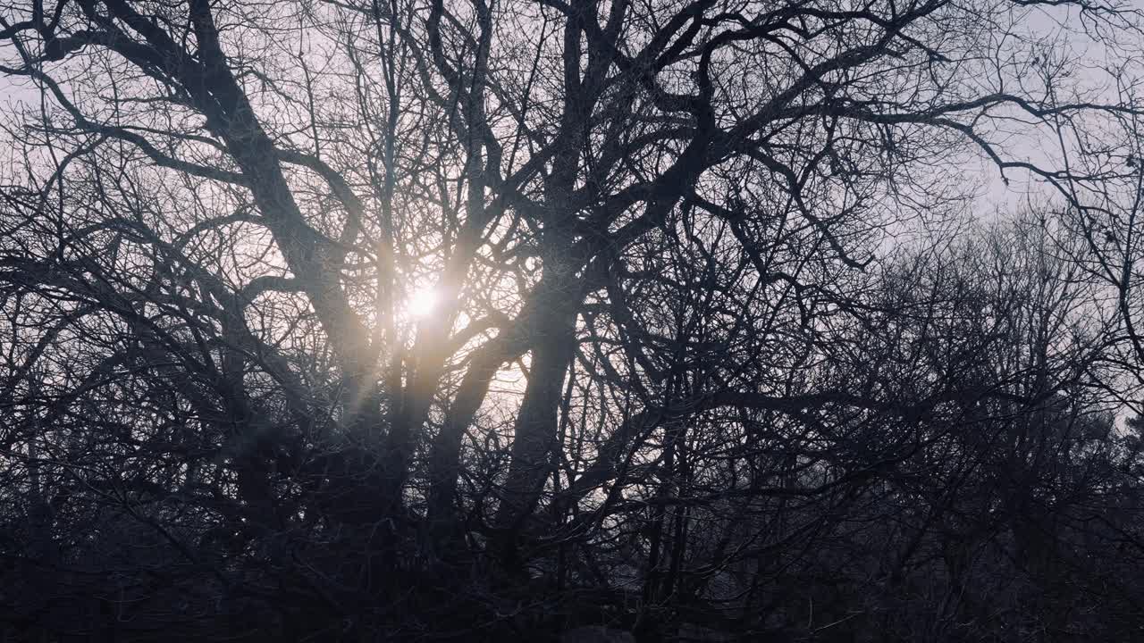 заходящее солнце видно сквозь силуэт безлистных деревьев, широкий снимок, панорамирование справа