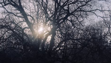 sol poniente visto a través de la silueta de árboles sin hojas, panorámico de plano amplio a la derecha