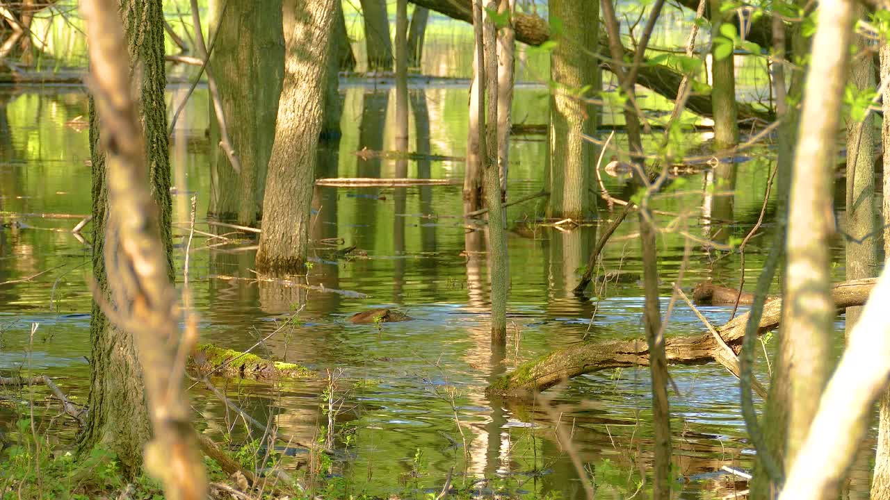 White-Tailed Deer in Flooded Forest