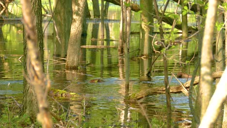 white-tailed deer in flooded forest