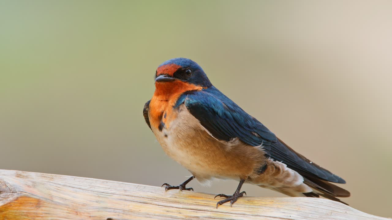 Primo piano di una rondine pettorossa (Hirundo lucida) appollaiata nel Parco nazionale delle cascate Murchison, Uganda, che mostra il piumaggio blu e arancione, la piccola anatomia dei passeriformi e il comportamento naturale di riposo