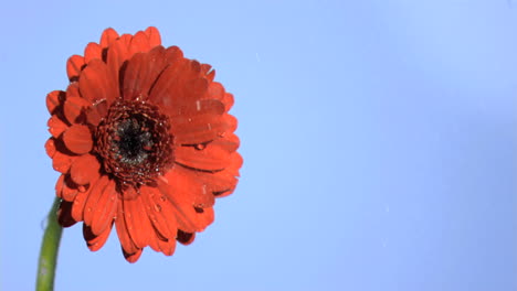 la lluvia cayendo en súper cámara lenta en una gerbera roja
