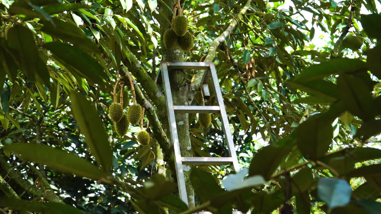 primer plano del árbol durian con una escalera dentro de hojas exuberantes y muchas frutas