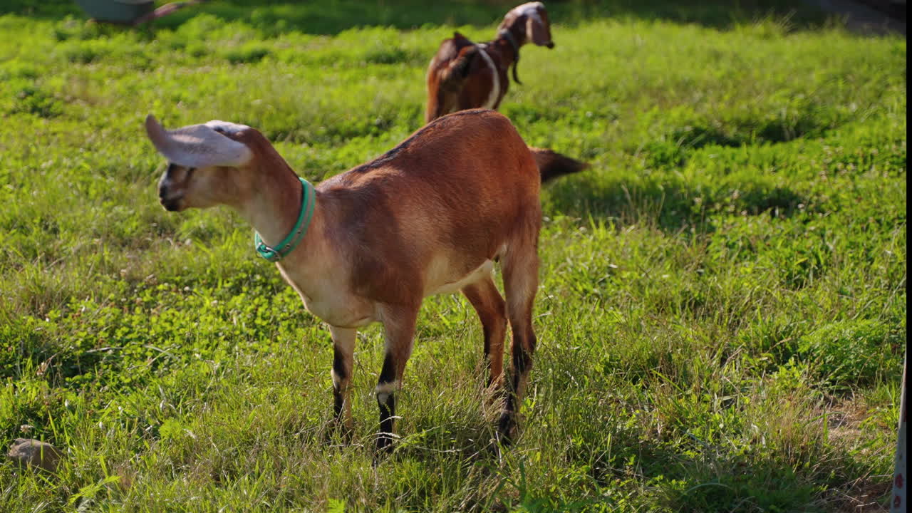 들판 에 있는 염소 들