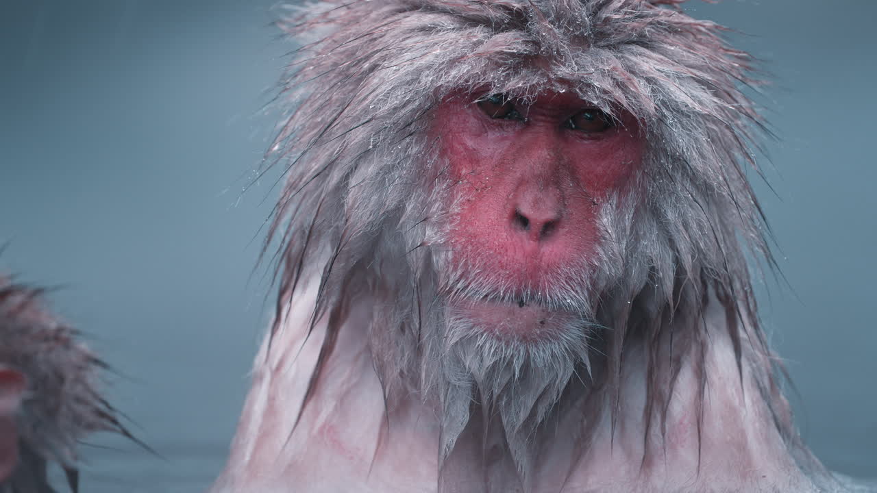 온천에서 휴식을 취하고 있는 눈원숭이: 슬로모션 클로즈업으로 포착된 일본 지고쿠다니 야엔 코엔의 고요한 장면