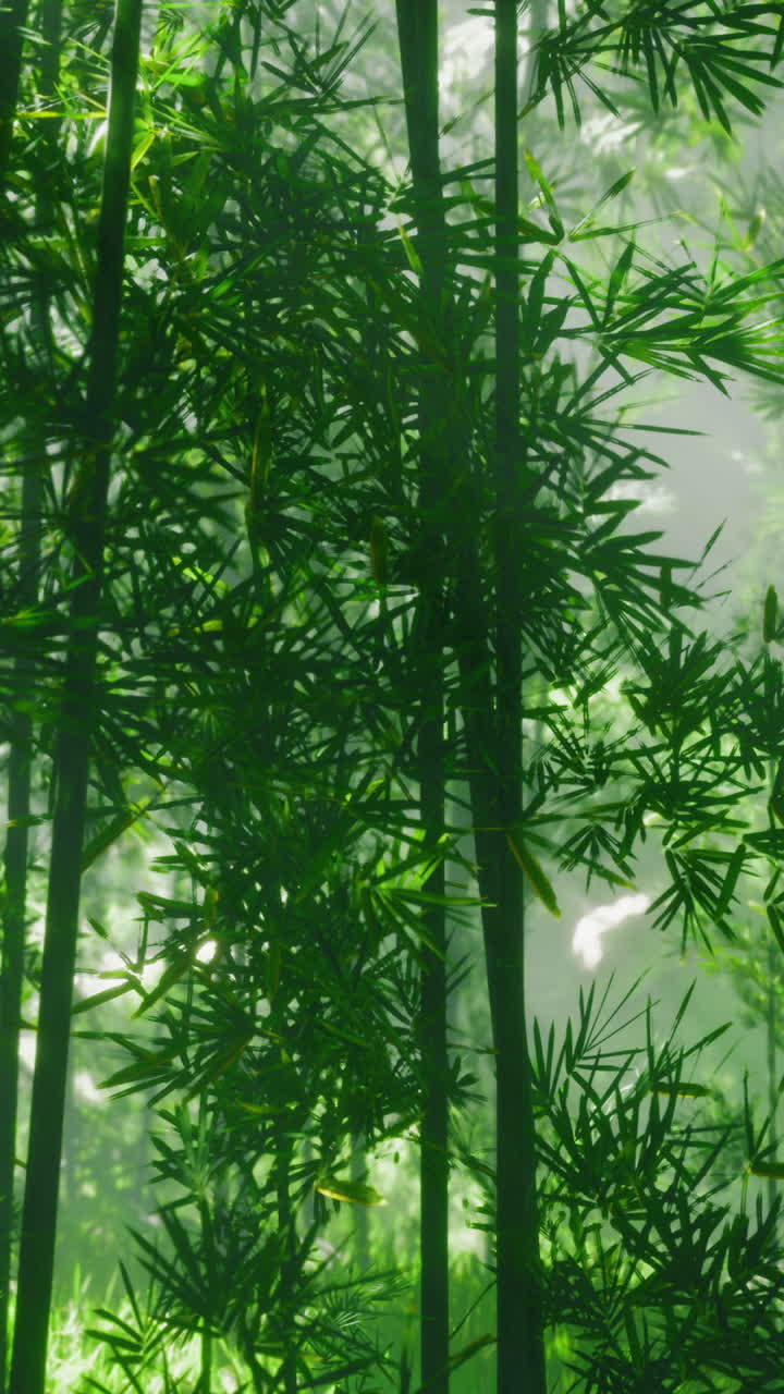 Piante di bambù verdi si estendono verso il cielo in una fitta area boschiva.