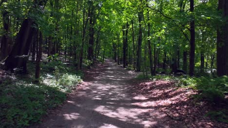 A-low-altitude-aerial-view-of-a-long-dirt-road,-under-tall-green-trees-on-a-sunny-day