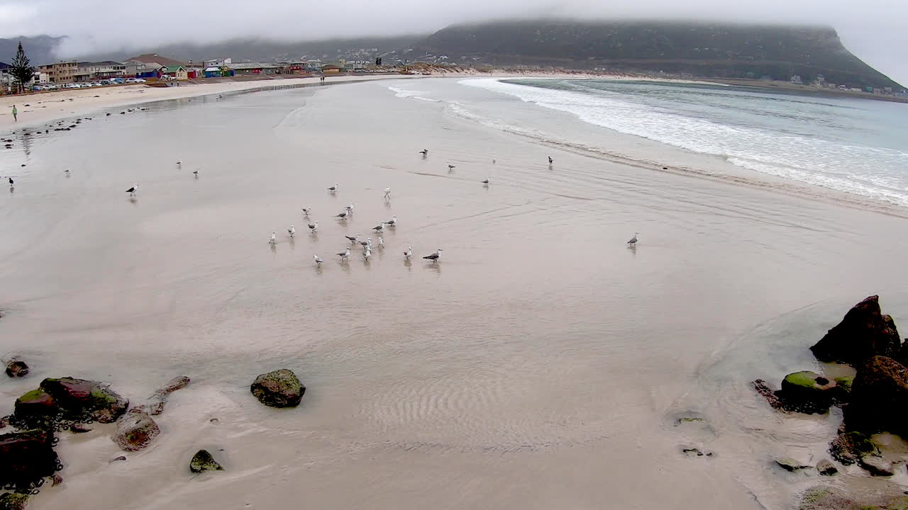 해변에서 먹이를 찾는 갈매기들