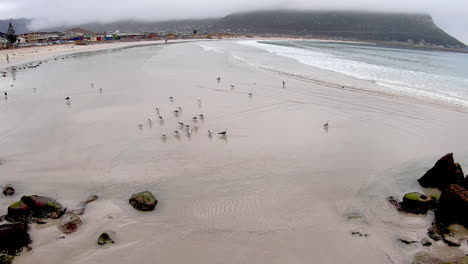 Möwen,-Die-Am-Strand-Nach-Einer-Mahlzeit-Suchen