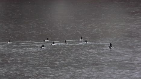ring-necked ducks swim on lake as rain forms ripples around them