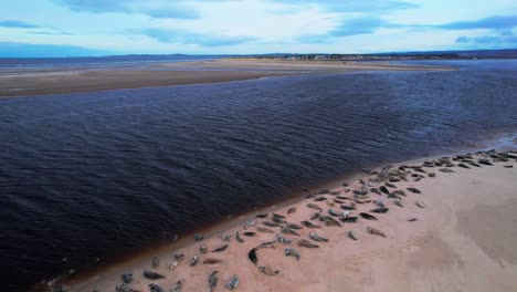 Pullback-Reveal-Of-Seal-Colony-On-Sandy-Beach-In-Findhorn,-Moray,-Scotland