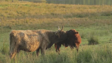 cow and calf interacting. scottish highland cattle