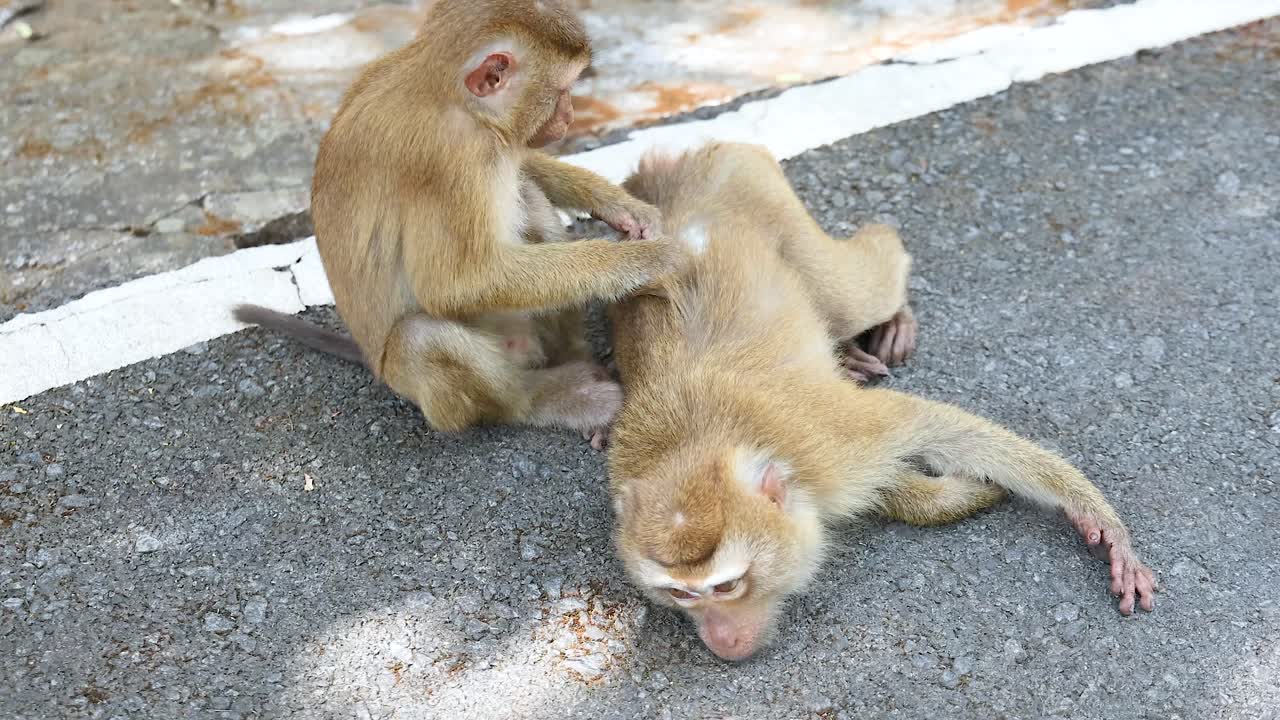 Two monkeys engage in grooming on a sunlit road in Phuket, showcasing social behavior and natural interaction