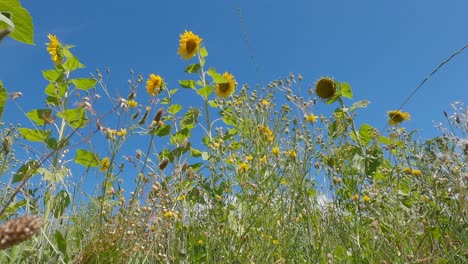 ground to sky view of beautiful sunflowers in light, summertime breeze - canterbury, new zealand