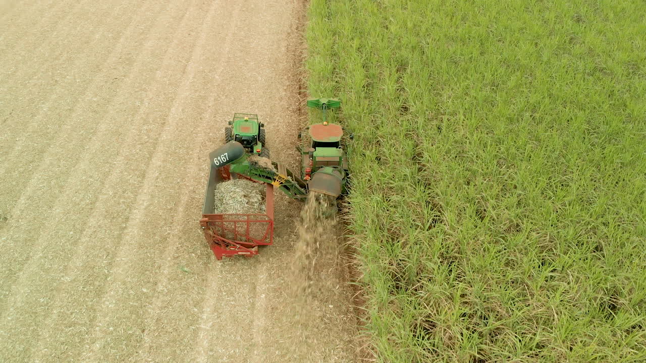 Dolly in and Closeup variety of shots showing harvesting machine cutting down ripe sugarcane crop ready to be transported and refined. Sustainable Biofuel and Organic food concept