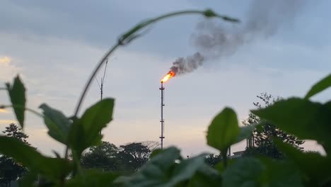 fire on flare stack at oil and gas central processing platform, pollution concept with plants in foreground