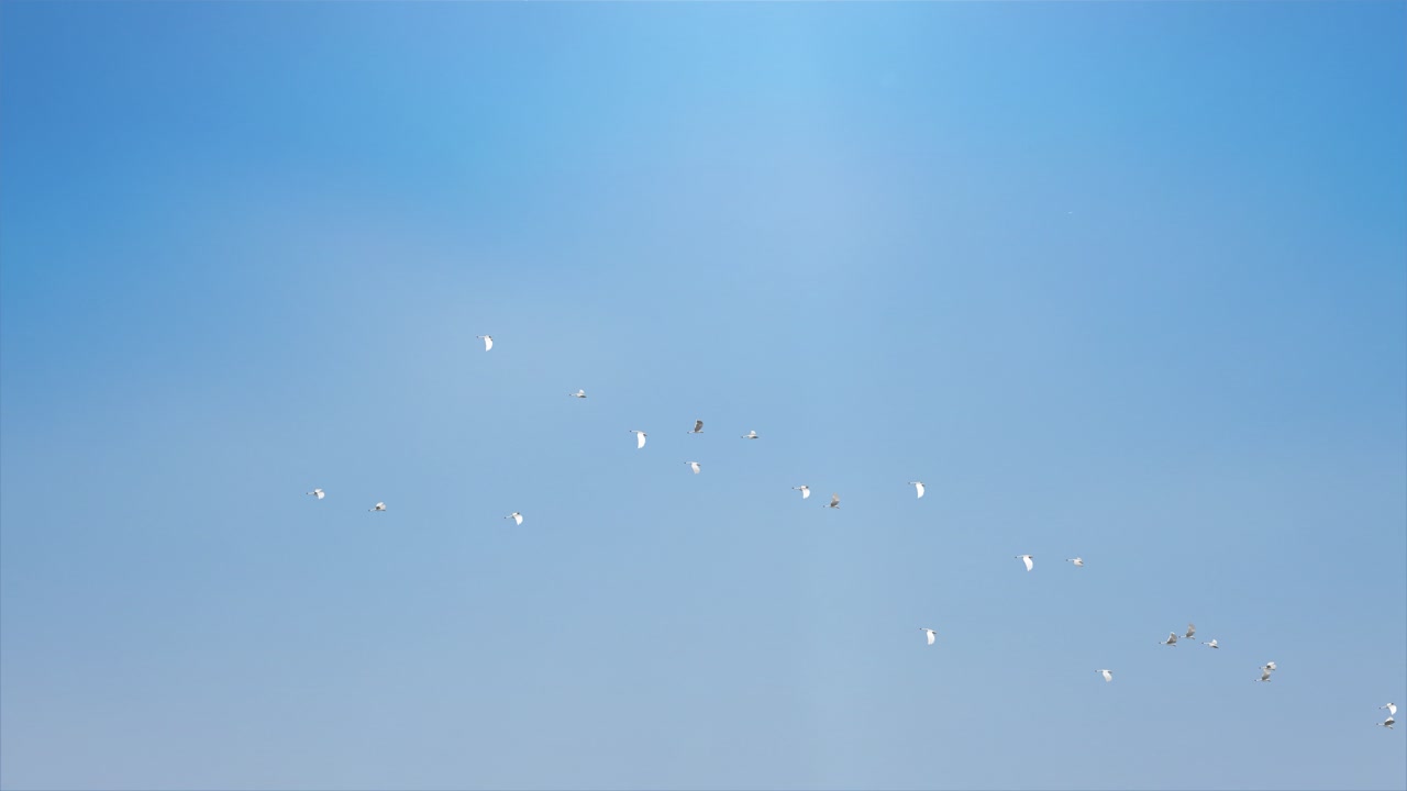 Beautiful flock of birds flying in the blue sky flying birds in the sky loop bacground animals
