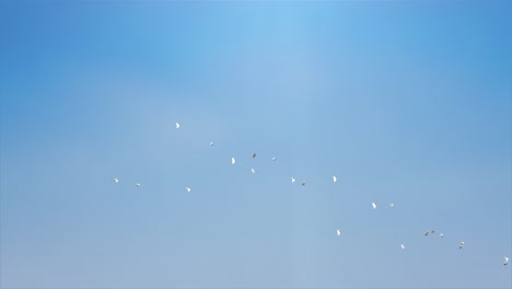 beautiful flock of birds flying in the blue sky flying birds in the sky loop bacground animals