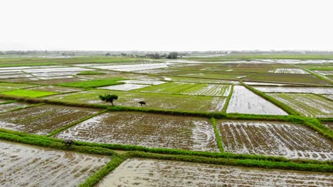 water buffalo feeds in a rice field