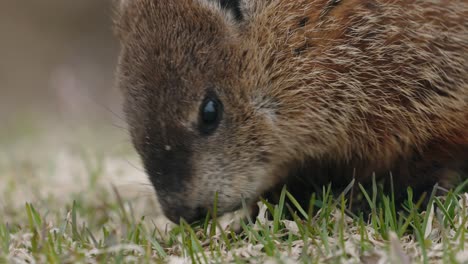 close up of quebec marmot feeding on the grass