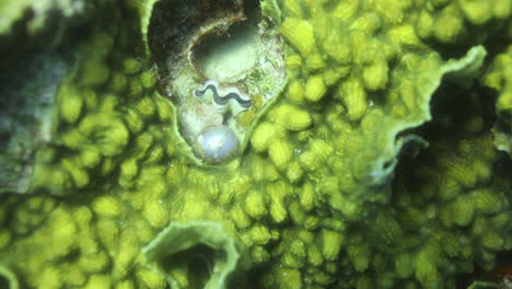 corals in the reef of the red sea