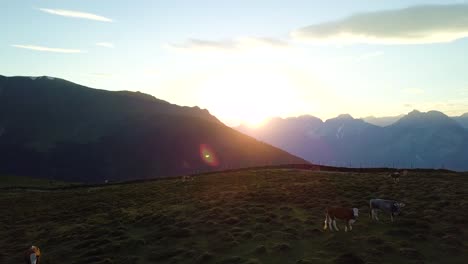 flying close over cows on a mountain field at sunset